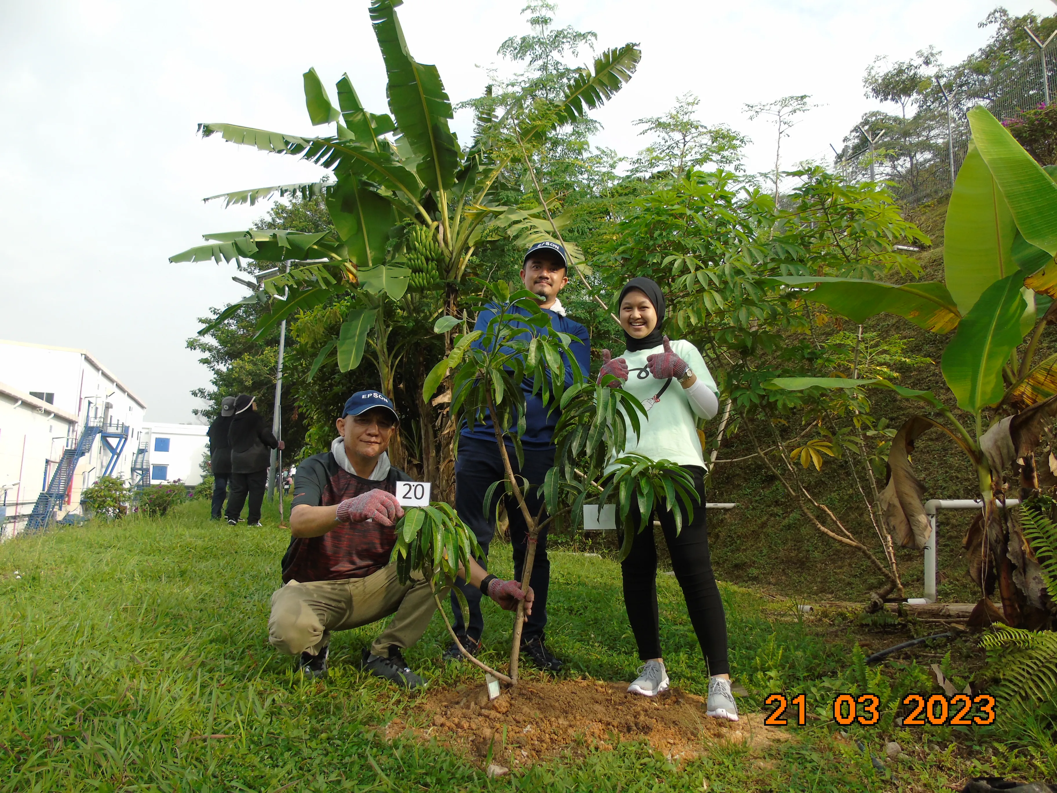 tree plant